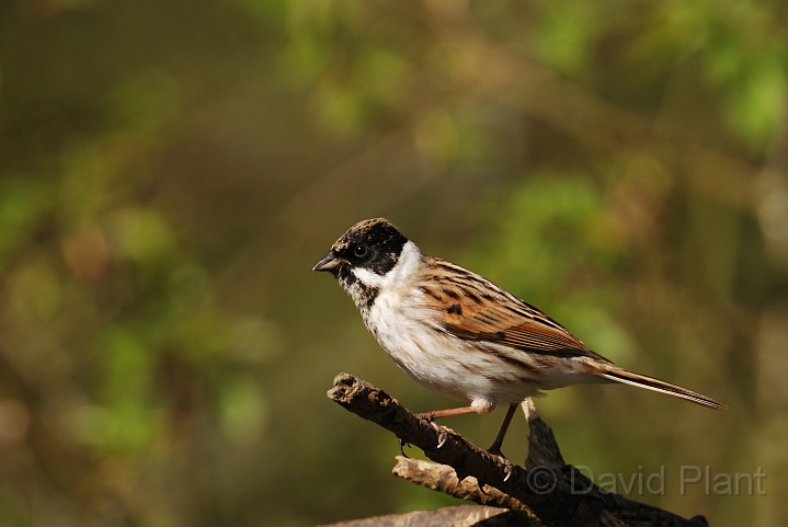 Reed bunting - D.jpg - Reed bunting - Cambridgeshire